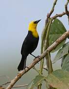 Yellow-hooded Blackbird