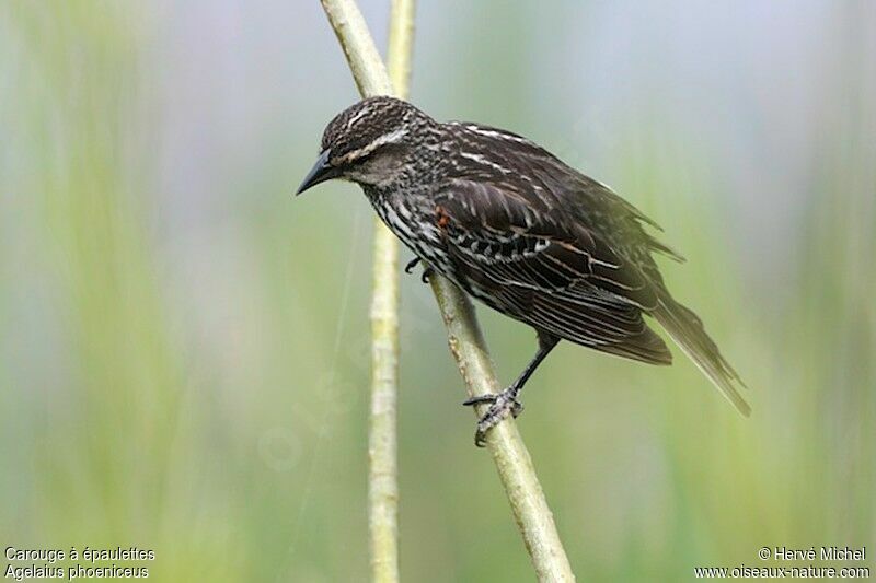 Red-winged Blackbird male immature