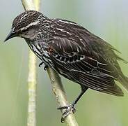 Red-winged Blackbird