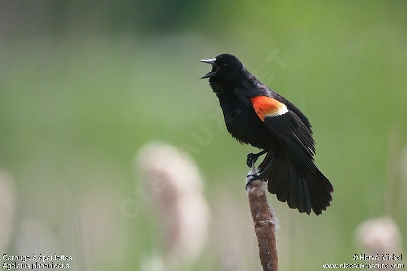 Red-winged Blackbird male adult breeding