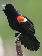 Red-winged Blackbird