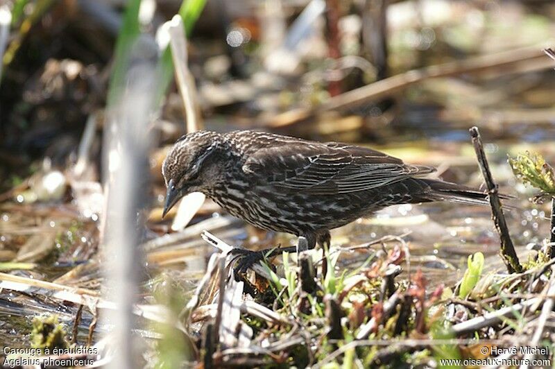 Red-winged Blackbird female adult breeding