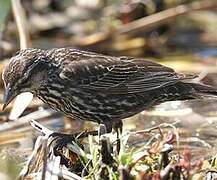 Red-winged Blackbird