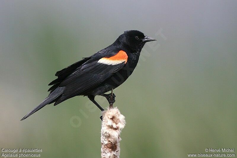 Red-winged Blackbird male adult breeding