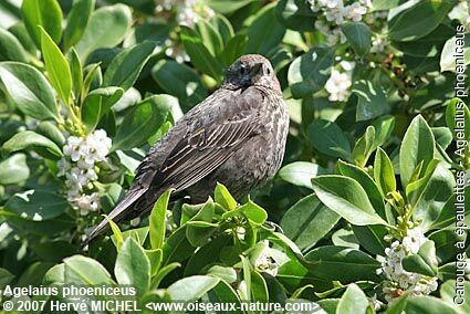 Red-winged Blackbird female adult breeding