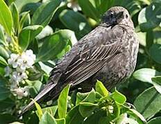 Red-winged Blackbird