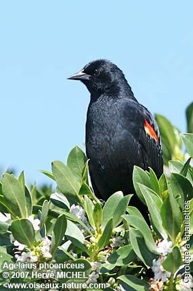 Red-winged Blackbird male adult breeding