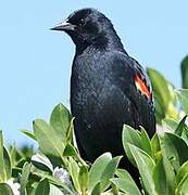 Red-winged Blackbird