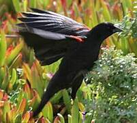 Red-winged Blackbird