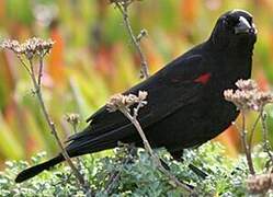 Red-winged Blackbird