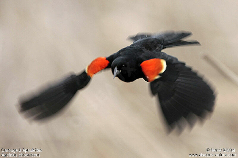 Red-winged Blackbird male adult breeding