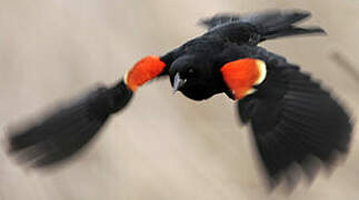 Red-winged Blackbird