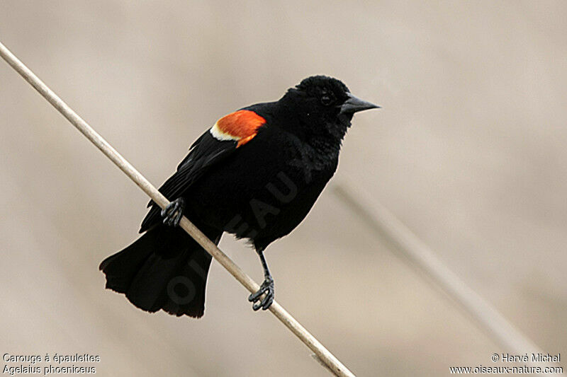 Red-winged Blackbird male adult breeding