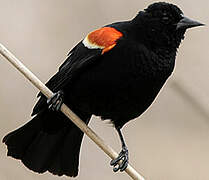 Red-winged Blackbird