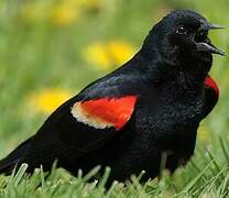 Red-winged Blackbird