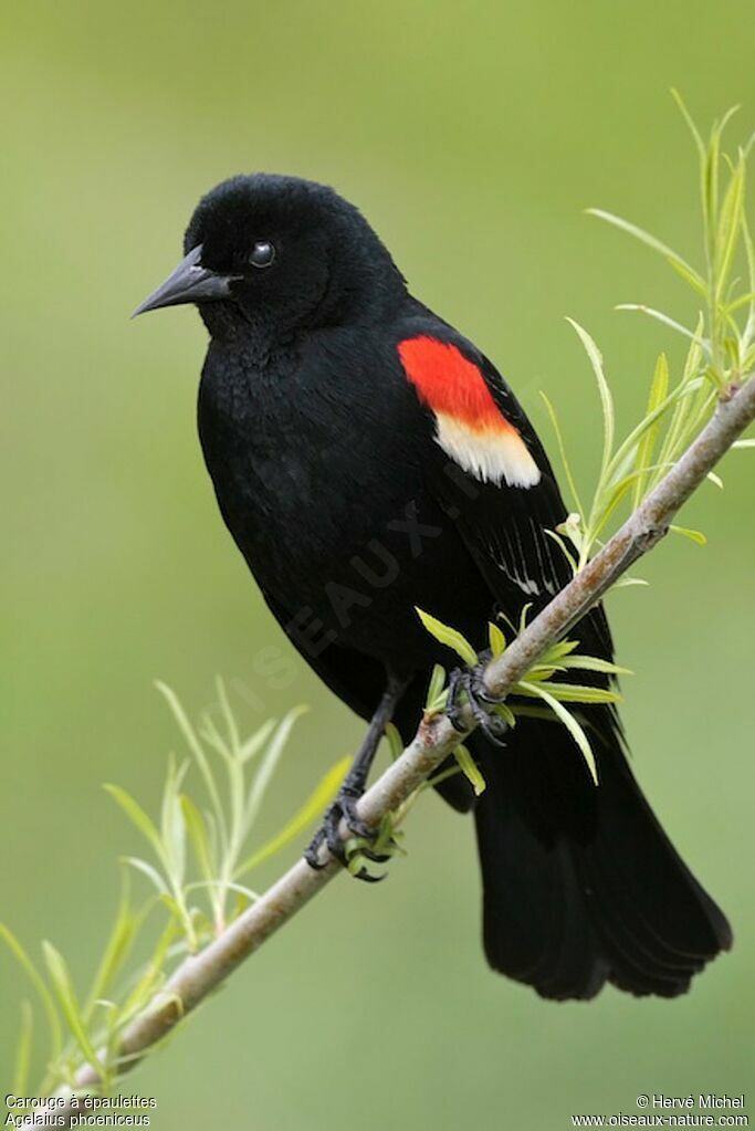 Red-winged Blackbird male adult breeding