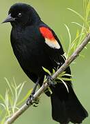 Red-winged Blackbird