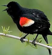 Red-winged Blackbird