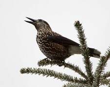 Spotted Nutcracker