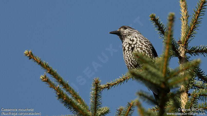 Spotted Nutcrackeradult breeding