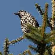 Spotted Nutcracker