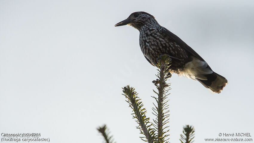 Spotted Nutcrackeradult