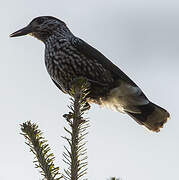 Spotted Nutcracker