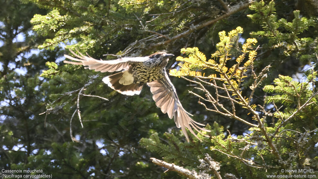 Spotted Nutcracker