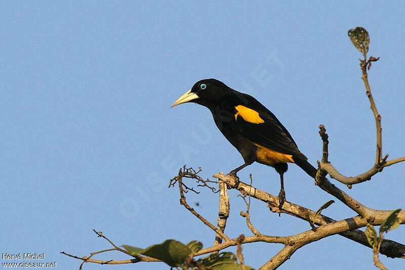 Yellow-rumped Caciqueadult