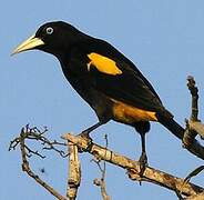 Yellow-rumped Cacique