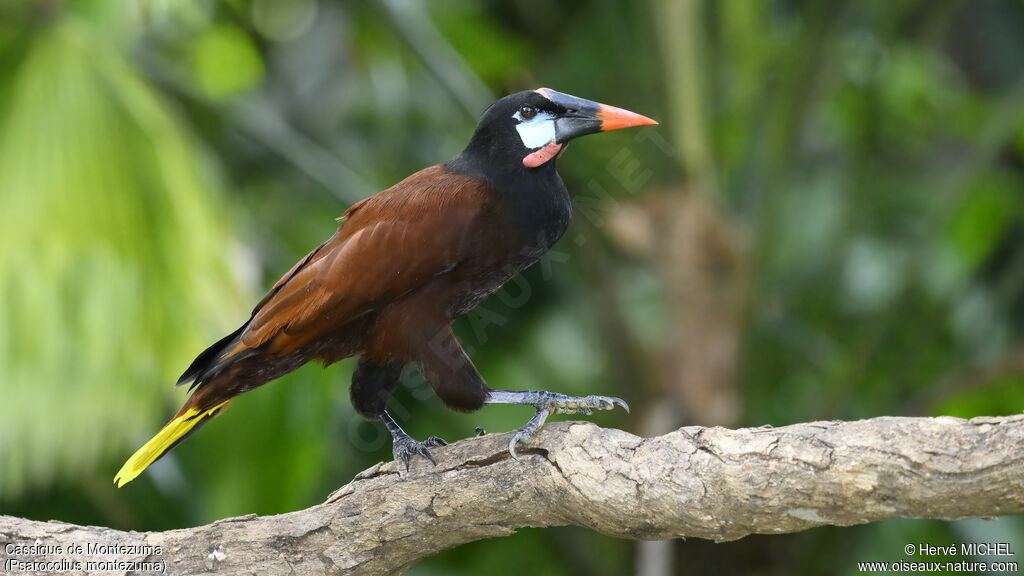 Montezuma Oropendola