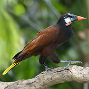 Montezuma Oropendola