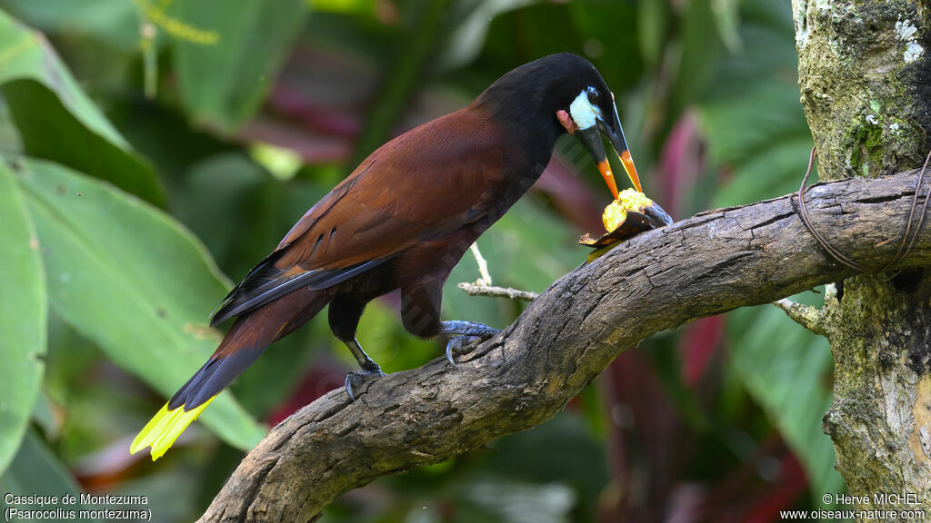 Montezuma Oropendola