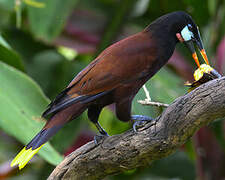 Montezuma Oropendola