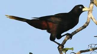 Crested Oropendola