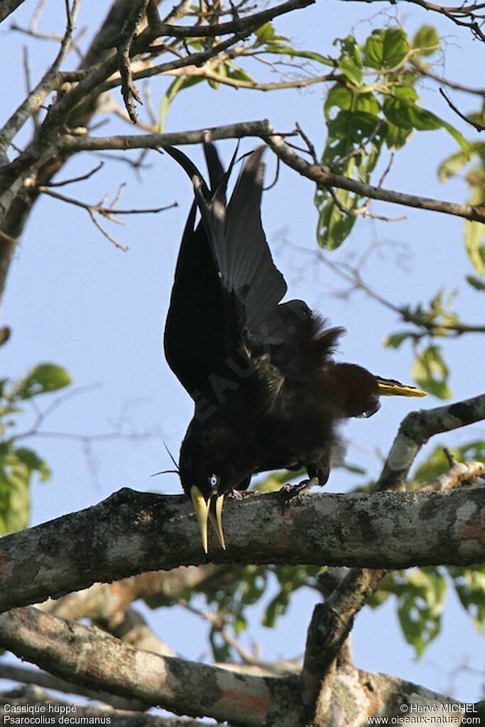 Crested Oropendola male adult breeding, identification, Behaviour