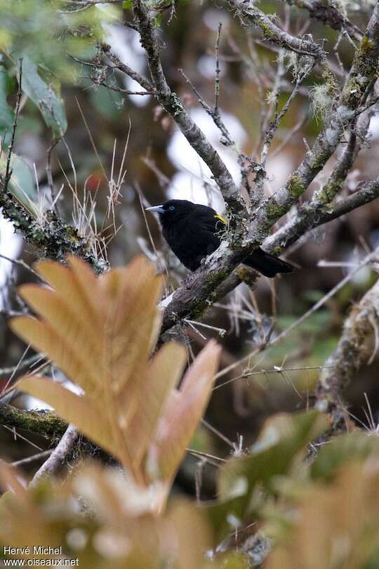 Mountain Caciqueadult, habitat