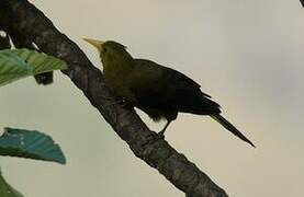 Russet-backed Oropendola