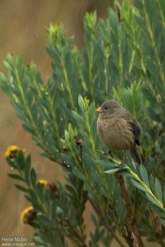 Paramo Seedeaterimmature, identification