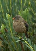 Paramo Seedeater