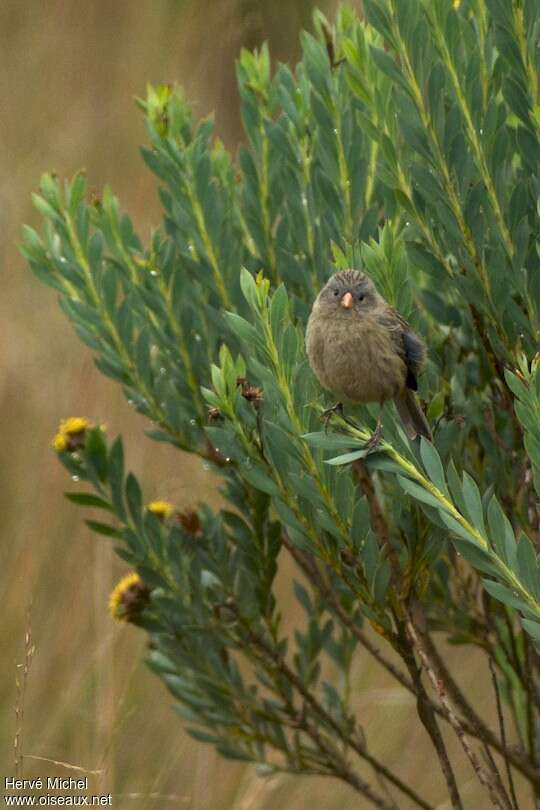 Cataménie du paramoimmature