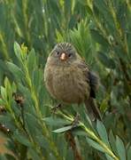 Paramo Seedeater