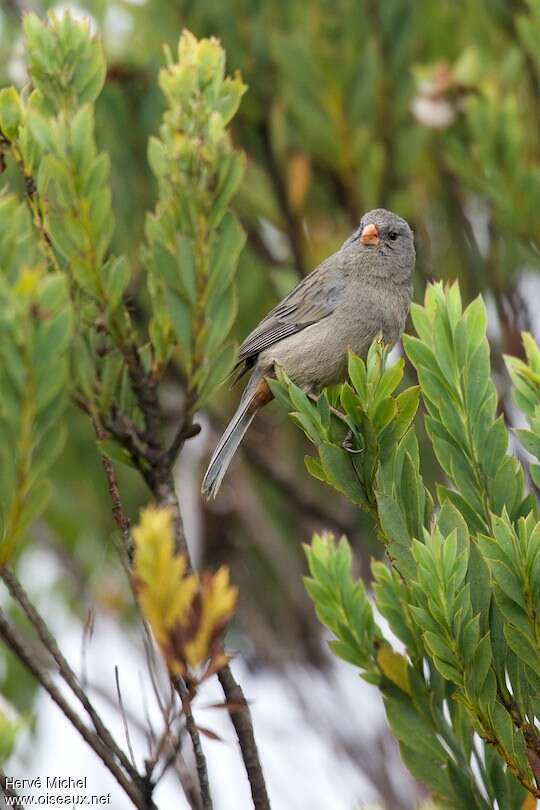 Plain-colored Seedeater male adult, identification, Behaviour