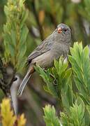 Plain-colored Seedeater