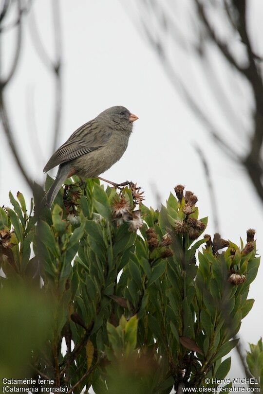 Plain-colored Seedeater