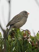 Plain-colored Seedeater