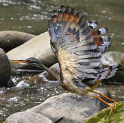 Sunbittern