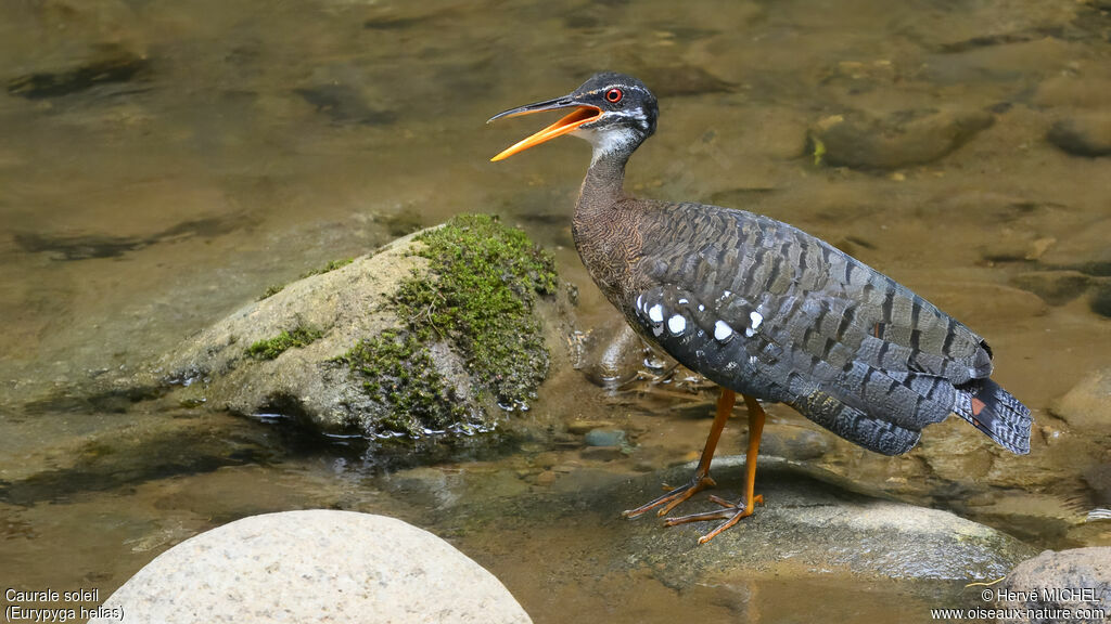 Sunbittern