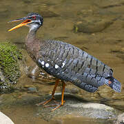 Sunbittern