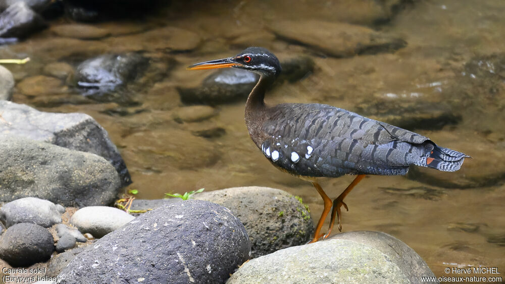 Sunbittern